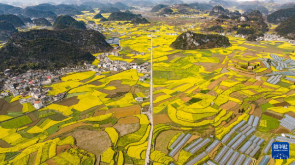 天宇优配  贵州：油菜花海绽春光