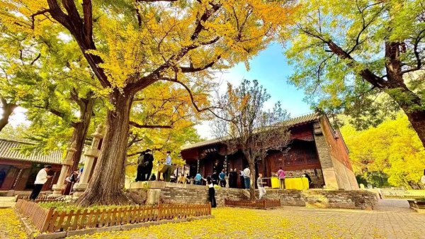 多赢策略 不比门票比体验！山东这波操作，让游客用脚投票